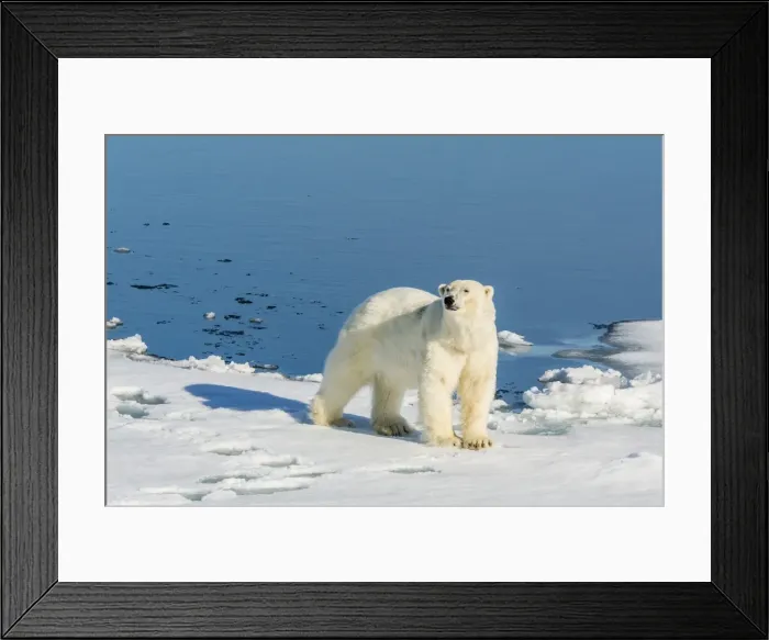 Framed Print : Young adult polar bear (Ursus maritimus) on ice in Hinlopen Strait, Svalbard, Norway, Scandinaiva, Europe Framed Print : Young adult polar bear (Ursus maritimus) on ice in Hinlopen Strait, Svalbard, Norway, Scandinaiva, Europe