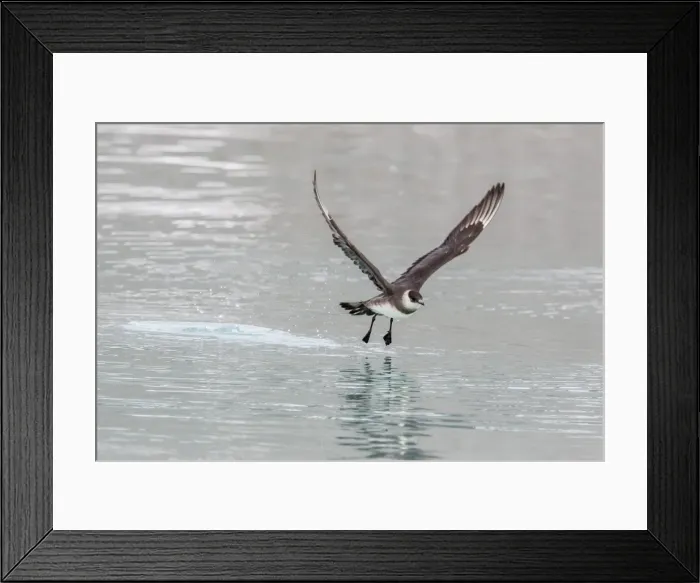 Framed Print : Adult parasitic (Arctic) skua (Stercorarius parasiticus) taking off at Monacobreen, Spitsbergen, Svalbard, Norway, Scandinavia, Europe Framed Print : Adult parasitic (Arctic) skua (Stercorarius parasiticus) taking off at Monacobreen, Spitsbergen, Svalbard, Norway, Scandinavia, Europe