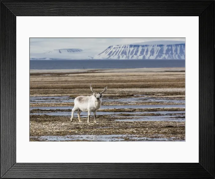 Framed Print : Adult bull Svalbard reindeer (Rangifer tarandus platyrhynchus), at Augustabreen, Nordaustlandet, Svalbard, Norway, Scandinavia, Europe Framed Print : Adult bull Svalbard reindeer (Rangifer tarandus platyrhynchus), at Augustabreen, Nordaustlandet, Svalbard, Norway, Scandinavia, Europe