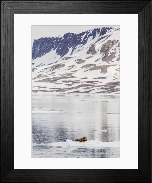 Framed Print : Atlantic walrus (Odobenus rosmarus rosmarus) hauled out on ice near Cape Fanshawe, Spitsbergen, Svalbard, Norway, Scandinavia, Europe Framed Print : Atlantic walrus (Odobenus rosmarus rosmarus) hauled out on ice near Cape Fanshawe, Spitsbergen, Svalbard, Norway, Scandinavia, Europe