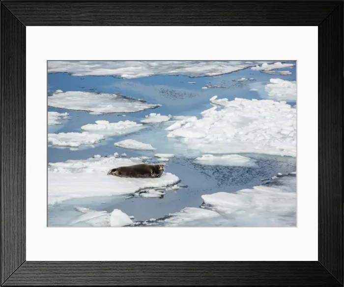 Framed Print : Adult bearded seal (Erignathus barbatus) on ice floe in Hinlopen Strait, Spitsbergen, Svalbard, Norway, Scandinavia, Europe Framed Print : Adult bearded seal (Erignathus barbatus) on ice floe in Hinlopen Strait, Spitsbergen, Svalbard, Norway, Scandinavia, Europe