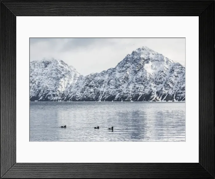 Framed Print : Adult black guillemots (Cepphus grylle) at Signehamna, Krossfjord, Svalbard, Norway, Scandinavia, Europe Framed Print : Adult black guillemots (Cepphus grylle) at Signehamna, Krossfjord, Svalbard, Norway, Scandinavia, Europe