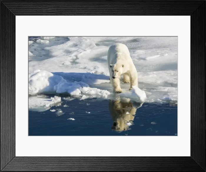 Framed Print : Young adult polar bear (Ursus maritimus) on ice in Hinlopen Strait, Svalbard, Norway, Scandinaiva, Europe Framed Print : Young adult polar bear (Ursus maritimus) on ice in Hinlopen Strait, Svalbard, Norway, Scandinaiva, Europe