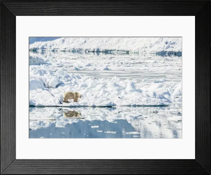 Framed Print : Adult polar bear (Ursus maritimus) on ice in Hornsund, Spitsbergen, Svalbard, Norway, Scandinavia, Europe Framed Print : Adult polar bear (Ursus maritimus) on ice in Hornsund, Spitsbergen, Svalbard, Norway, Scandinavia, Europe
