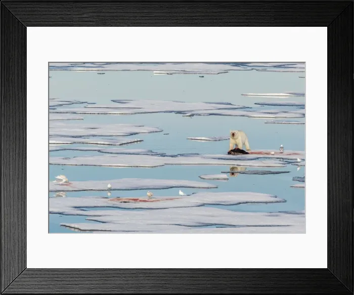 Framed Print : Radio collared female polar bear (Ursus maritimus) with fresh seal kill on ice in Hinlopen Strait, Svalbard, Norway, Scandinavia, Europe Framed Print : Radio collared female polar bear (Ursus maritimus) with fresh seal kill on ice in Hinlopen Strait, Svalbard, Norway, Scandinavia, Europe