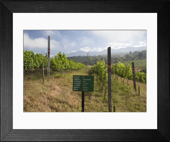 Framed Print : Red Mountain Estate winery, Nyaungshwe, Inle Lake, Shan State, Myanmar (Burma), Asia Framed Print : Red Mountain Estate winery, Nyaungshwe, Inle Lake, Shan State, Myanmar (Burma), Asia