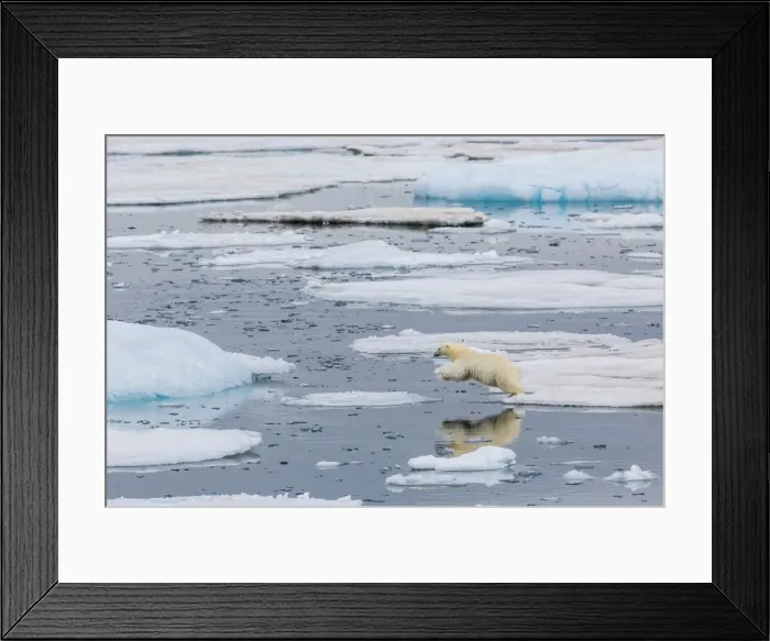 Framed Print : Mother polar bear (Ursus maritimus) leaping from ice floe to ice floe in Olgastretet off Barentsoya, Svalbard, Norway, Scandinavia, Europe Framed Print : Mother polar bear (Ursus maritimus) leaping from ice floe to ice floe in Olgastretet off Barentsoya, Svalbard, Norway, Scandinavia, Europe
