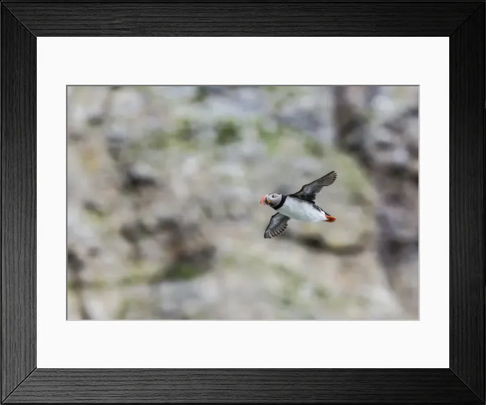 Framed Print : Atlantic puffin (Fratercula arctica), taking flight on Bjornoya, Svalbard, Norway. Scandinavia, Europe Framed Print : Atlantic puffin (Fratercula arctica), taking flight on Bjornoya, Svalbard, Norway. Scandinavia, Europe
