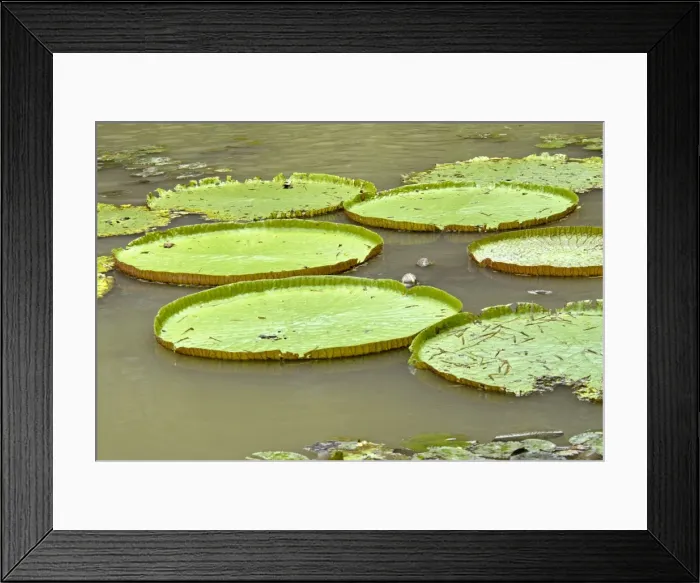 Framed Print : Floating lily leaves Framed Print : Floating lily leaves