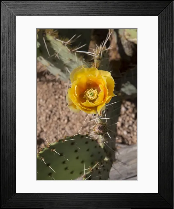 Framed Print : Flower of the prickly pear cactus (Opuntia), West-Tucson Mountain District, Saguaro National Park, Arizona, United States of America, North America Framed Print : Flower of the prickly pear cactus (Opuntia), West-Tucson Mountain District, Saguaro National Park, Arizona, United States of America, North America