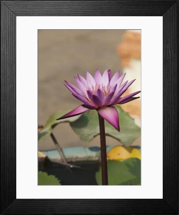 Framed Print : The Royal Palace, Phnom Penh, Cambodia