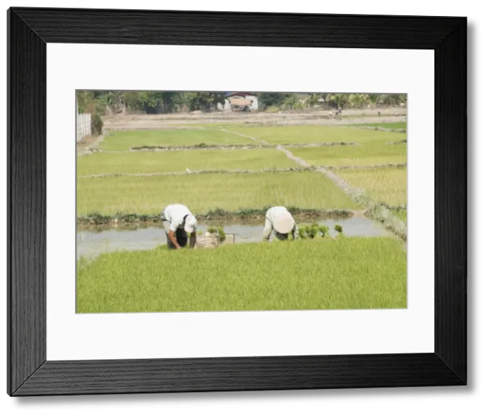Framed Print : Planting rice, Vientiane, Laos Framed Print : Planting rice, Vientiane, Laos