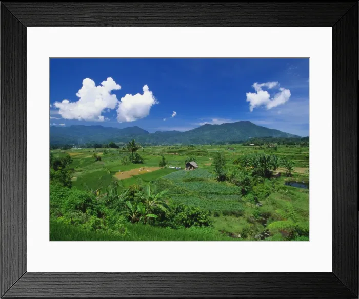 Framed Print : Rice Terrace, Minangkabau, Sumatra, Indonesia Framed Print : Rice Terrace, Minangkabau, Sumatra, Indonesia