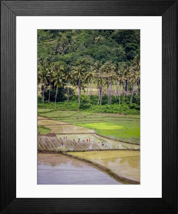 Framed Print : Paddy farmers at work in rice fields, Sumba, Indonesia, Southeast Asia, Asia