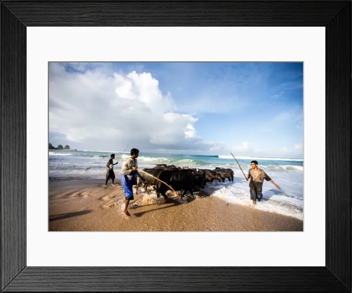 Framed Print : Buffalo herders on the beach in Sumba, Indonesia, Southeast Asia, Asia Framed Print : Buffalo herders on the beach in Sumba, Indonesia, Southeast Asia, Asia