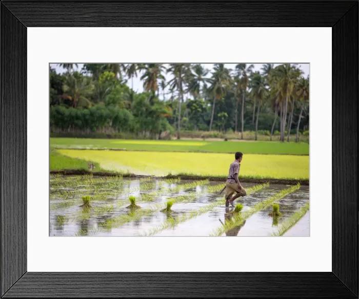 Framed Print : A paddy farmer at work in a rice field, Sumba, Indonesia, Southeast Asia, Asia
