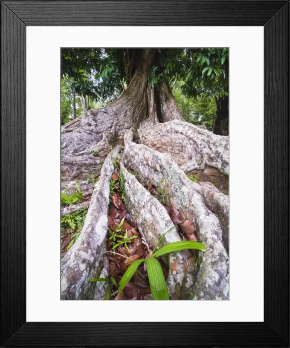 Framed Print : Twisted roots of an old tree, Kandy Royal Botanical Gardens, Peradeniya, Kandy, Sri Lanka, Asia Framed Print : Twisted roots of an old tree, Kandy Royal Botanical Gardens, Peradeniya, Kandy, Sri Lanka, Asia