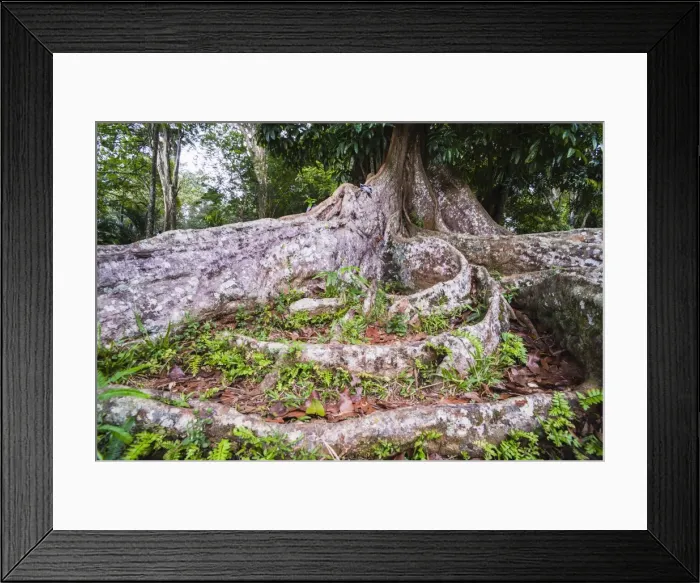 Framed Print : Twisted roots of an old tree at Kandy Royal Botanical Gardens, Peradeniya, Kandy, Sri Lanka, Asia Framed Print : Twisted roots of an old tree at Kandy Royal Botanical Gardens, Peradeniya, Kandy, Sri Lanka, Asia