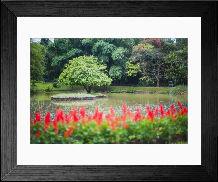 Framed Print : Kandy Royal Botanical Gardens at Peradeniya, Kandy, Sri Lanka, Asia Framed Print : Kandy Royal Botanical Gardens at Peradeniya, Kandy, Sri Lanka, Asia