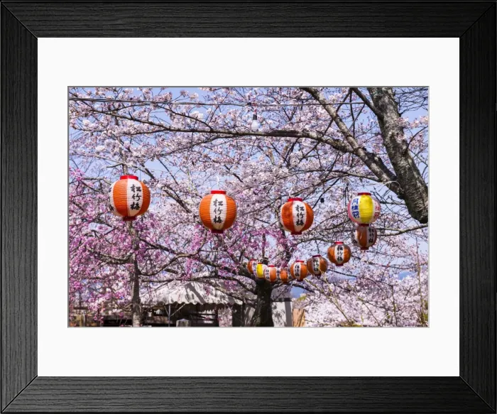 Framed Print : Cherry blossom in the Maruyama-Koen park, Unesco world heritage sight Kyoto, Japan Framed Print : Cherry blossom in the Maruyama-Koen park, Unesco world heritage sight Kyoto, Japan