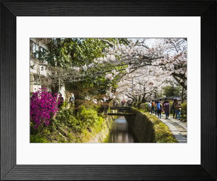 Framed Print : Cherry blossom in the Philosophers Walk, Kyoto, Japan, Asia Framed Print : Cherry blossom in the Philosophers Walk, Kyoto, Japan, Asia