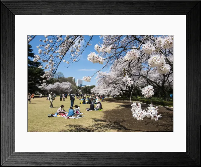Framed Print : Picnic in the cherry blossom in the Shinjuku-Gyoen Park, Tokyo, Japan, Asia Framed Print : Picnic in the cherry blossom in the Shinjuku-Gyoen Park, Tokyo, Japan, Asia