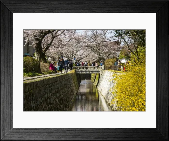 Framed Print : Cherry blossom in the Philosophers Walk, Kyoto, Japan, Asia Framed Print : Cherry blossom in the Philosophers Walk, Kyoto, Japan, Asia