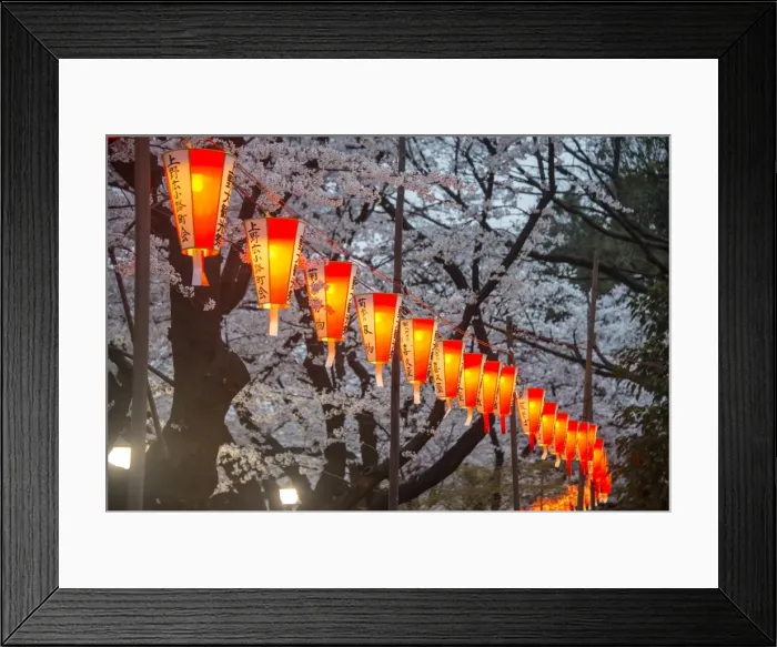 Framed Print : Red lanterns illuminating the cherry blossom in the Ueno Park, Tokyo, Japan, Asia Framed Print : Red lanterns illuminating the cherry blossom in the Ueno Park, Tokyo, Japan, Asia