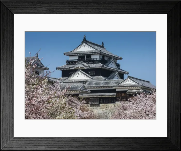 Framed Print : Cherry blossom and the Matsuyama Castle, Shikoku, Japan, Asia Framed Print : Cherry blossom and the Matsuyama Castle, Shikoku, Japan, Asia