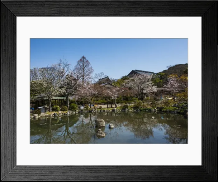 Framed Print : Cherry blossom in the Maruyama-Koen Park, Kyoto, Japan, Asia
