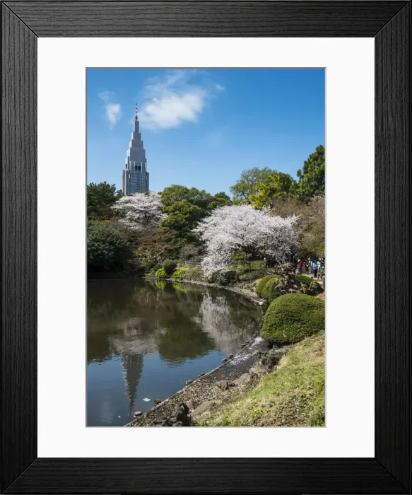 Framed Print : Cherry blossom in the Shinjuku-Gyoen Park, Tokyo, Japan, Asia Framed Print : Cherry blossom in the Shinjuku-Gyoen Park, Tokyo, Japan, Asia