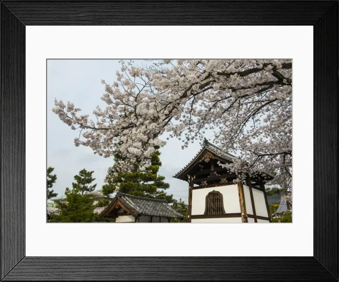 Framed Print : Shrine under cherry blossoms in the Geisha quarter of Gion, Kyoto, Japan, Asia Framed Print : Shrine under cherry blossoms in the Geisha quarter of Gion, Kyoto, Japan, Asia