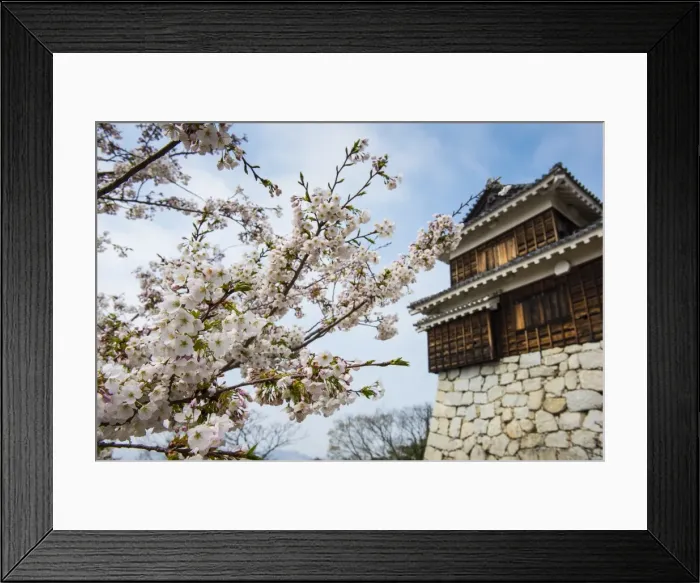 Framed Print : Cherry blossom and the Matsuyama Castle, Shikoku, Japan, Asia Framed Print : Cherry blossom and the Matsuyama Castle, Shikoku, Japan, Asia
