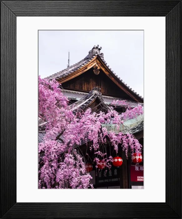 Framed Print : Cherry blossom tree in the Geisha quarter of Gion, Kyoto, Japan, Asia