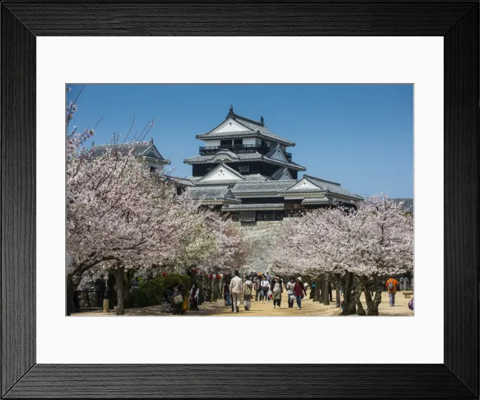Framed Print : Cherry blossom and the Matsuyama Castle, Shikoku, Japan, Asia Framed Print : Cherry blossom and the Matsuyama Castle, Shikoku, Japan, Asia