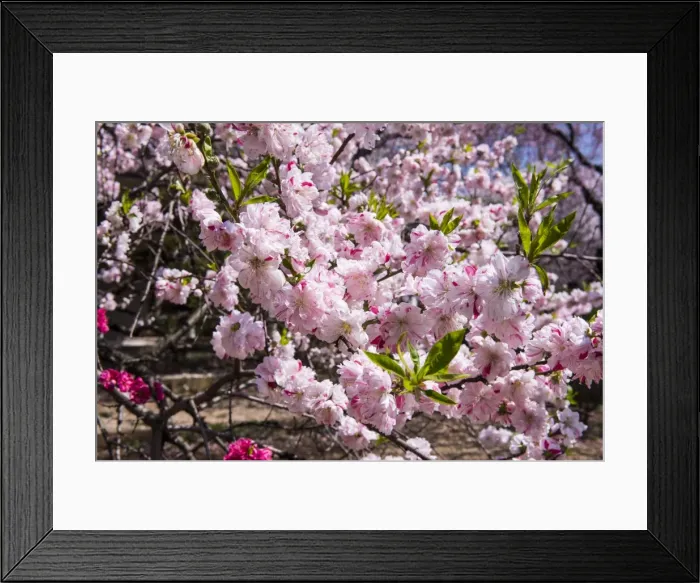 Framed Print : Cherry blossom in the Shinjuku-Gyoen Park, Tokyo, Japan, Asia Framed Print : Cherry blossom in the Shinjuku-Gyoen Park, Tokyo, Japan, Asia