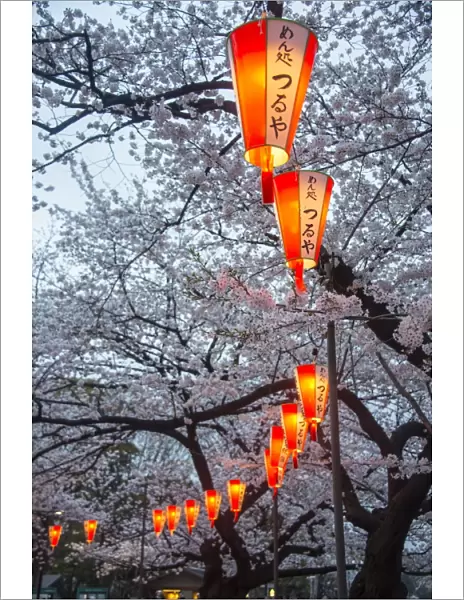 Red lanterns illuminating the cherry blossom in the Ueno Park, Tokyo, Japan, Asia