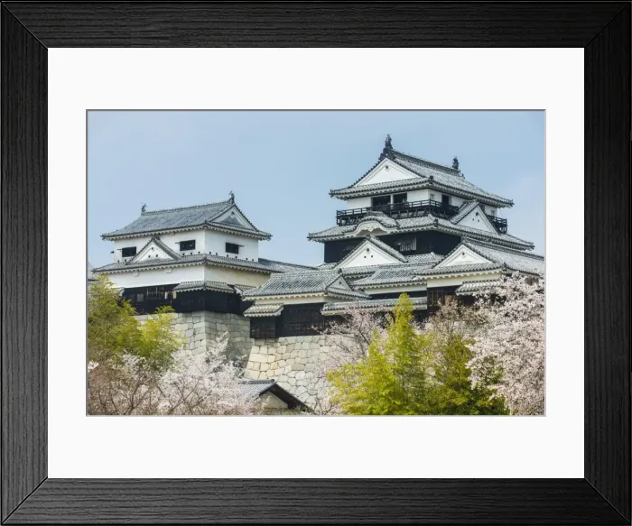 Framed Print : Cherry blossom in the Matsuyama Castle, Shikoku, Japan, Asia Framed Print : Cherry blossom in the Matsuyama Castle, Shikoku, Japan, Asia