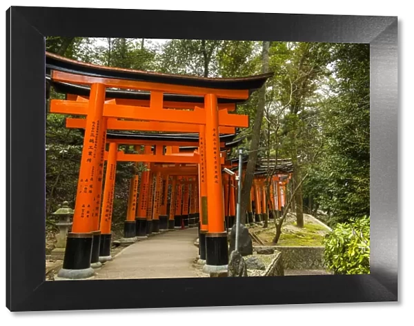 The Endless Red Gates (torii) of Kyotos Fushimi Inari Shrine, Kyoto, Japan, Asia