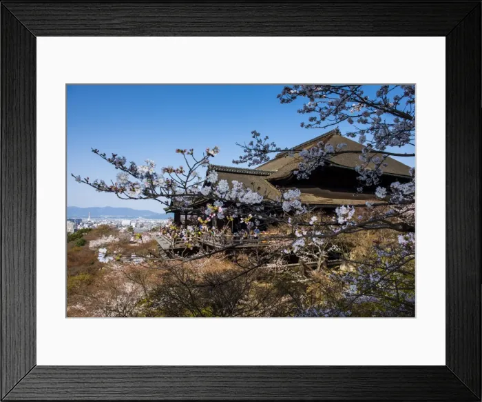 Framed Print : Cherry blossom in the Kiyomizu-dera Buddhist Temple, UNESCO World Heritage Site, Kyoto, Japan, Asia Framed Print : Cherry blossom in the Kiyomizu-dera Buddhist Temple, UNESCO World Heritage Site, Kyoto, Japan, Asia