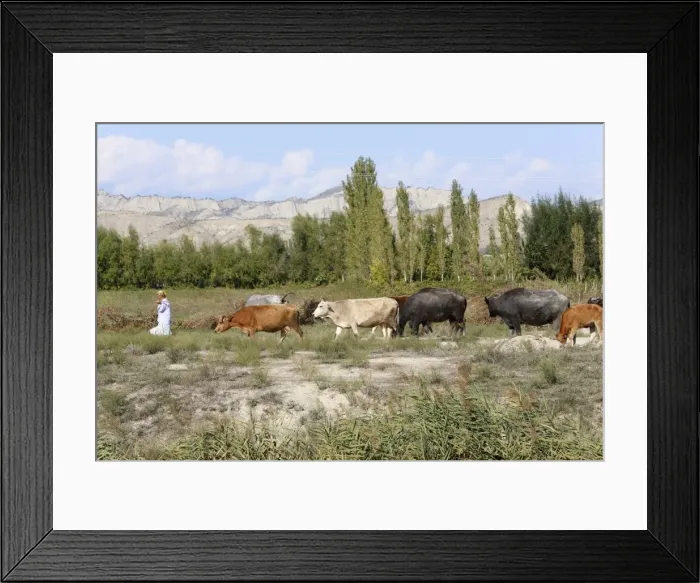 Framed Print : Azeri farmer driving cattle, Goechay, Azerbaijan, Central Asia, Asia