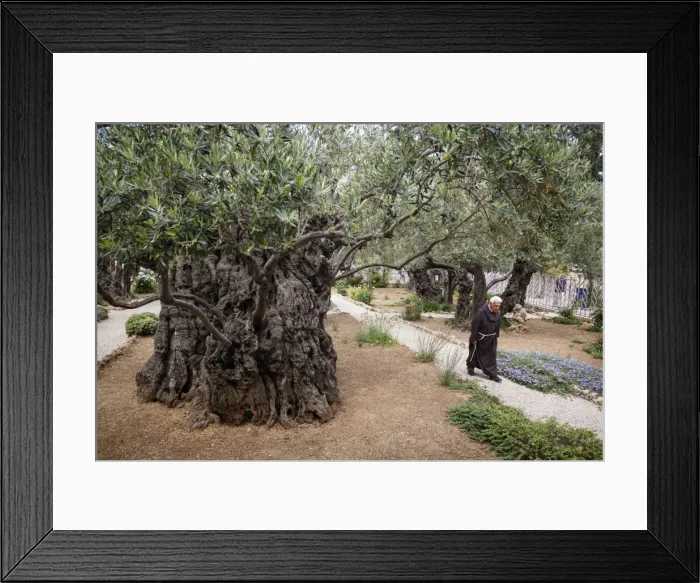 Framed Print : Olive trees in the Garden of Gethsemane, Jerusalem, Israel, Middle East Framed Print : Olive trees in the Garden of Gethsemane, Jerusalem, Israel, Middle East