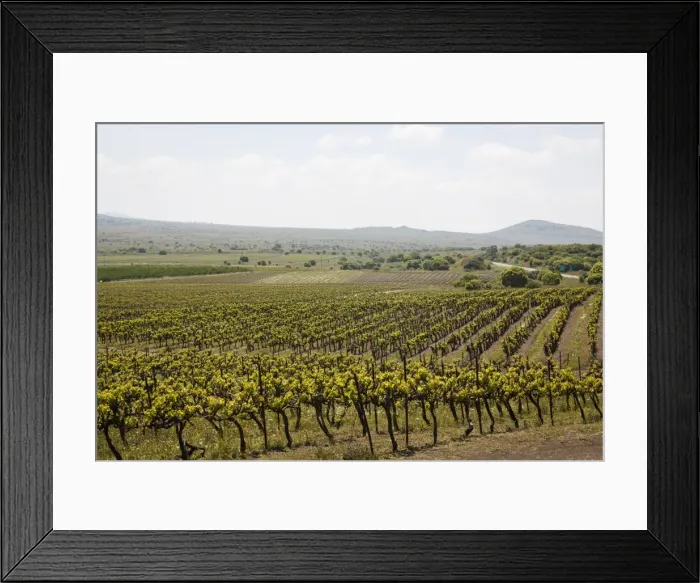 Framed Print : Vineyard in the Golan Heights, Israel, Middle East Framed Print : Vineyard in the Golan Heights, Israel, Middle East