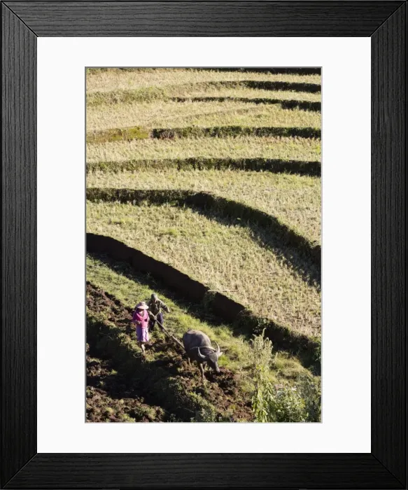 Framed Print : Water buffalo ploughing terraced rice field, near Kengtung, Shan State, Myanmar (Burma), Asia Framed Print : Water buffalo ploughing terraced rice field, near Kengtung, Shan State, Myanmar (Burma), Asia