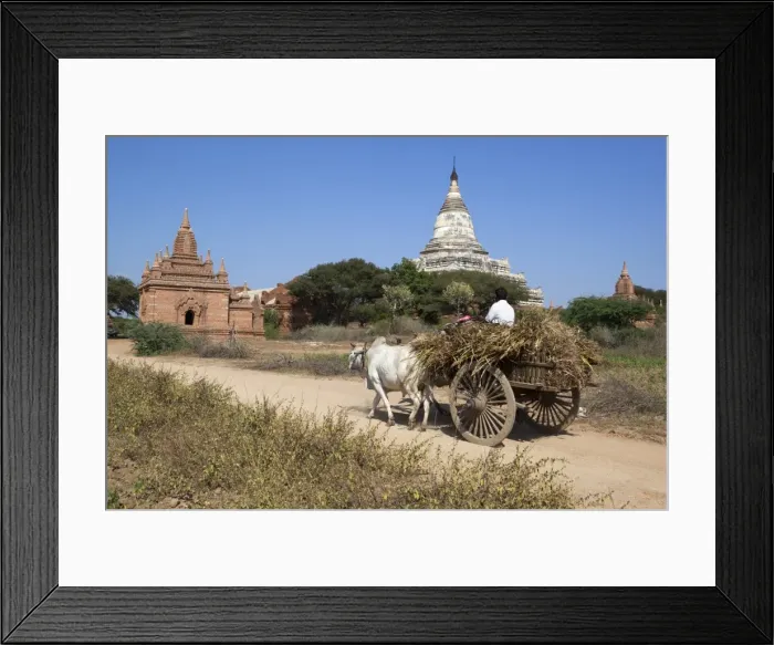 Framed Print : Wooden ox cart passing Shwesandaw Temple, Bagan (Pagan), Central Myanmar, Myanmar (Burma), Asia