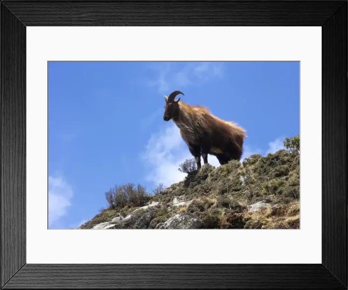 Framed Print : Himalayan blue sheep (Bharal) (Pseudois nayaur nayaur), Tengboche, Sagarmatha National Park, Solukhumbu District, Nepal, Asia Framed Print : Himalayan blue sheep (Bharal) (Pseudois nayaur nayaur), Tengboche, Sagarmatha National Park, Solukhumbu District, Nepal, Asia
