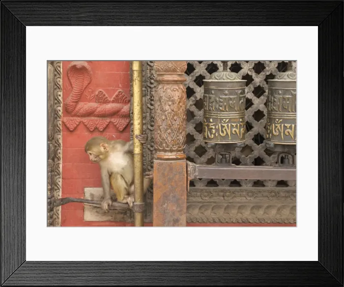 Framed Print : Rhesus Macaque monkey baby on ancient shrine, Swayambhunath Stupa (Monkey Temple), UNESCO World Heritage Site, Kathmandu, Nepal, Asia Framed Print : Rhesus Macaque monkey baby on ancient shrine, Swayambhunath Stupa (Monkey Temple), UNESCO World Heritage Site, Kathmandu, Nepal, Asia