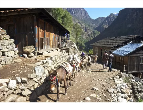 Mule train between Phakding and Namche, Everest Base Camp Trek, Solukhumbu, Nepal, Himalayas, Asia