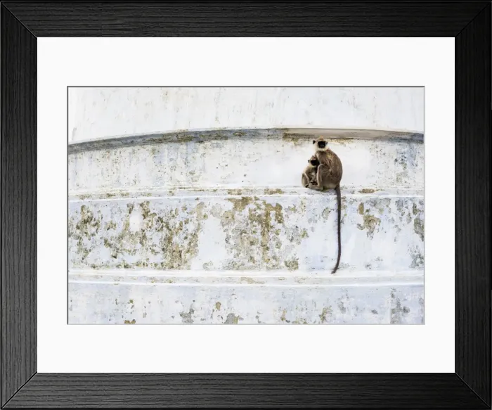 Framed Print : Monkeys at Ruvanvelisaya Dagoba, Mahavihara (The Great Monastery), Anuradhapura, Sri Lanka, Asia Framed Print : Monkeys at Ruvanvelisaya Dagoba, Mahavihara (The Great Monastery), Anuradhapura, Sri Lanka, Asia