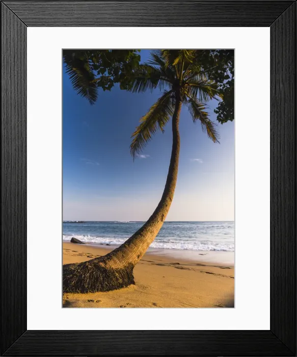 Framed Print : Palm tree, Mirissa Beach, South Coast of Sri Lanka, Sri Lanka, Asia Framed Print : Palm tree, Mirissa Beach, South Coast of Sri Lanka, Sri Lanka, Asia